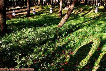 IMG_ (10491)